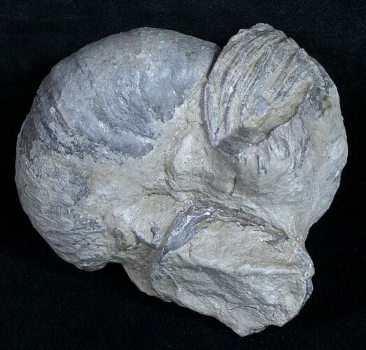 Gryphaea (Devil's Toenail) Fossil Oyster - Jurassic #9908